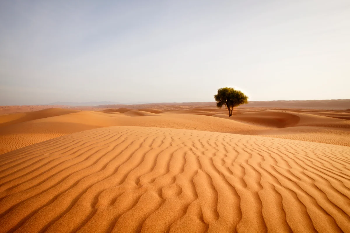 Desert landscape